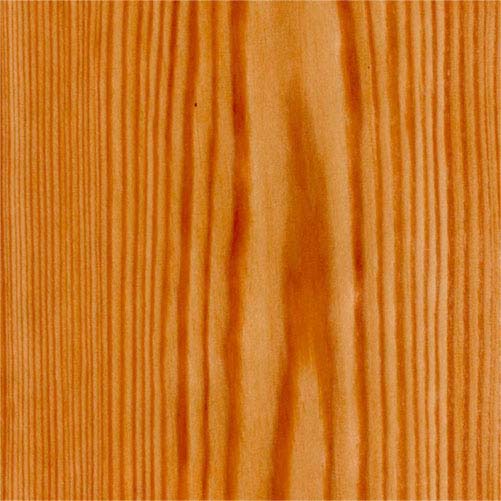 Old-growth-pine-1